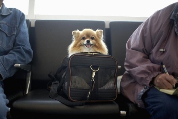 Скоро изменятся правила ввоза домашних животных в ЕС из Беларуси и России Скоро изменятся правила ввоза домашних животных в ЕС из Беларуси и России