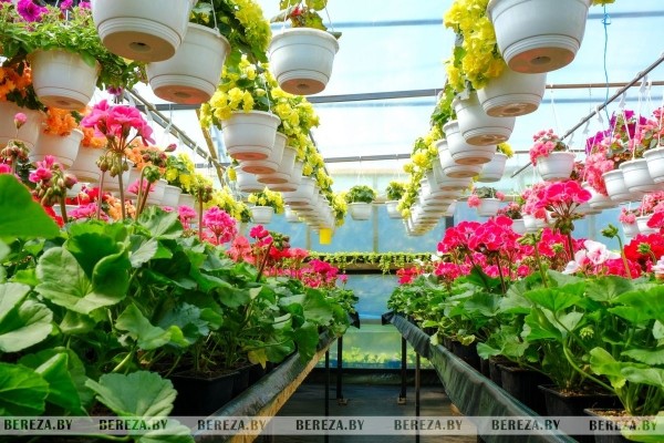 Супруги из Березы показали свой сад Супруги из Березы показали свой сад