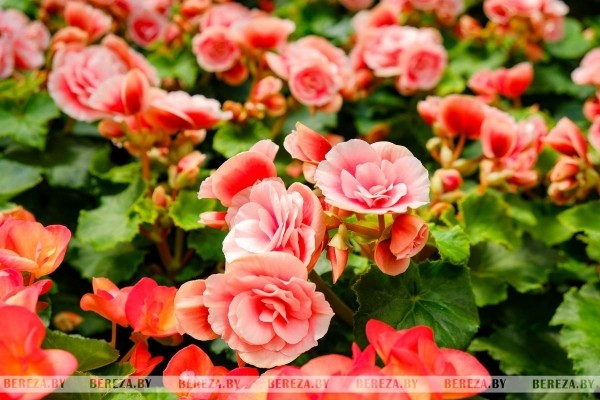 Супруги из Березы показали свой сад Супруги из Березы показали свой сад