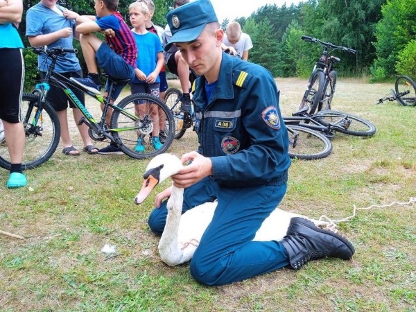 В шее застряла рыболовная блесна. Кобринские спасатели пришли на помощь лебедю В шее застряла рыболовная блесна. Кобринские спасатели пришли на помощь лебедю