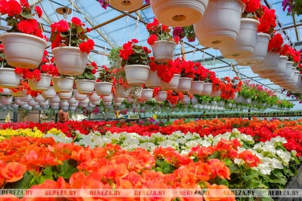 Супруги из Березы показали свой сад Супруги из Березы показали свой сад