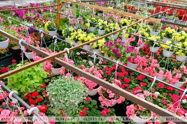 Супруги из Березы показали свой сад Супруги из Березы показали свой сад