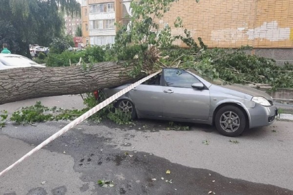 «Дерево спилим, но пока денег нет». Кто ответит за раздавленный в итоге автомобиль? «Дерево спилим, но пока денег нет». Кто ответит за раздавленный в итоге автомобиль?