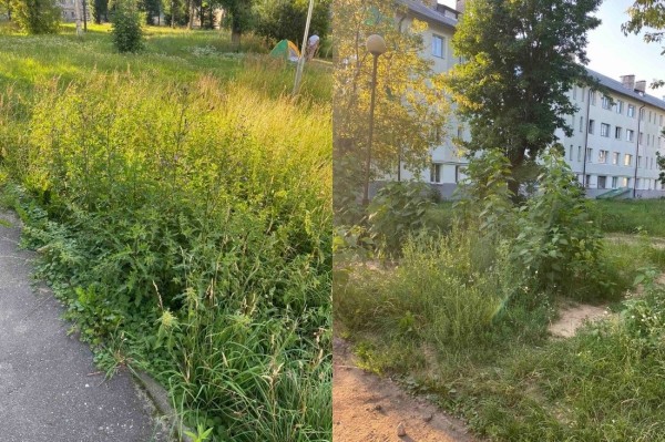 Район Борисова атакуют гадюки. Жильцы спасаются своими силами