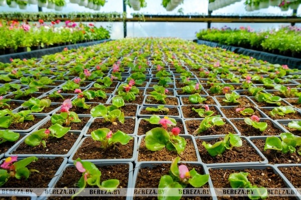 Супруги из Березы показали свой сад Супруги из Березы показали свой сад