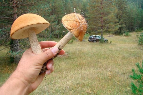 Радиоактивные грибы и ягоды нашли в двух областях Беларуси Радиоактивные грибы и ягоды нашли в двух областях Беларуси