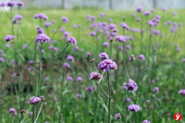 Как парень из Бреста превращает Воложин в цветущий рай Как парень из Бреста превращает Воложин в цветущий рай