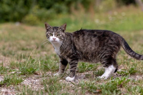 Как живет белорусское приграничье после закрытия пунктов пропуска Литвой и Польшей Как живет белорусское приграничье после закрытия пунктов пропуска Литвой и Польшей