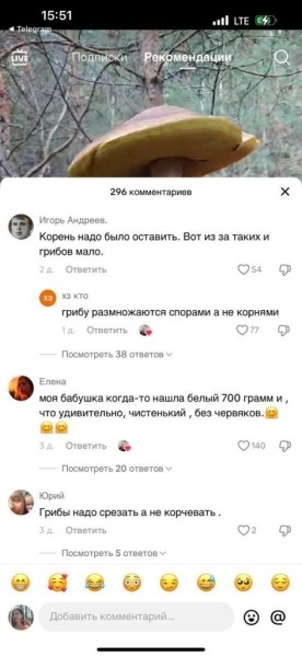 Боровик шире головы: сенсация из белорусских лесов в TikTok Боровик шире головы: сенсация из белорусских лесов в TikTok