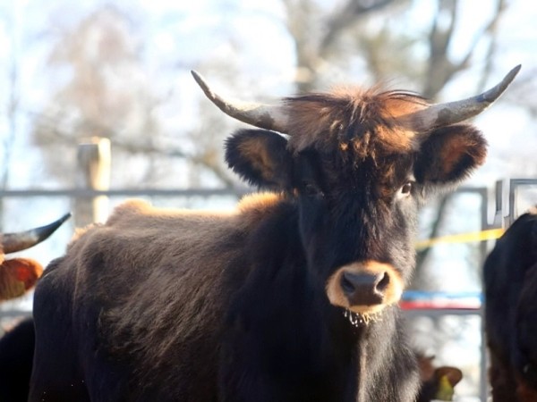 Новые жители в парке животных: бык хека, капибары, тарпановидные лошади, макак лапундер и др. Новые жители в парке животных: бык хека, капибары, тарпановидные лошади, макак лапундер и др.