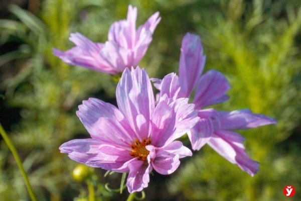 Как парень из Бреста превращает Воложин в цветущий рай Как парень из Бреста превращает Воложин в цветущий рай