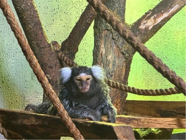 Новые жители в парке животных: бык хека, капибары, тарпановидные лошади, макак лапундер и др. Новые жители в парке животных: бык хека, капибары, тарпановидные лошади, макак лапундер и др.