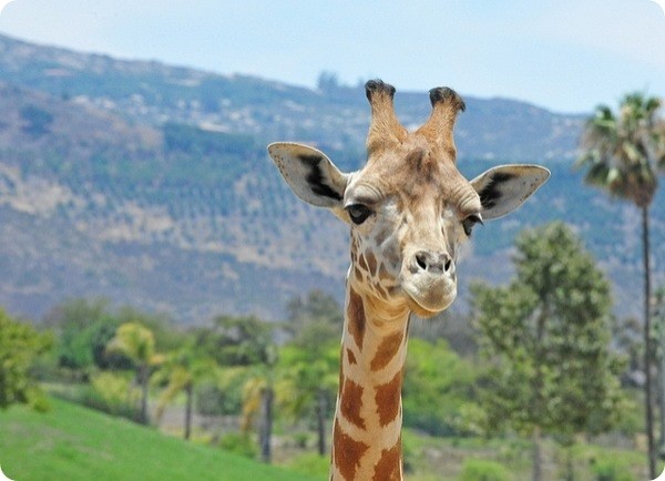 Сколько длится самая длинная беременность у животных Сколько длится самая длинная беременность у животных