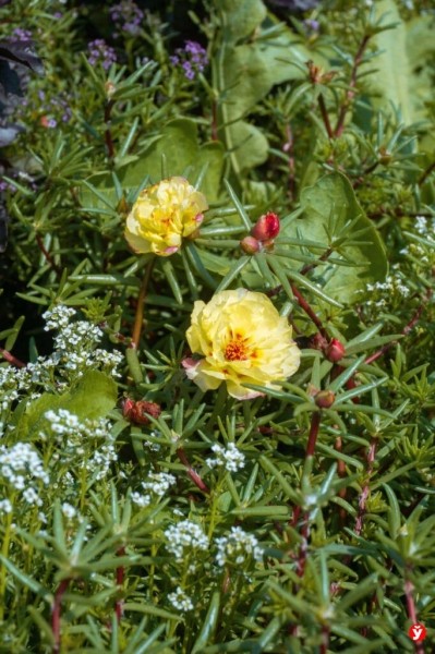 Как парень из Бреста превращает Воложин в цветущий рай Как парень из Бреста превращает Воложин в цветущий рай