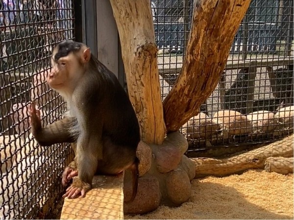 Новые жители в парке животных: бык хека, капибары, тарпановидные лошади, макак лапундер и др. Новые жители в парке животных: бык хека, капибары, тарпановидные лошади, макак лапундер и др.