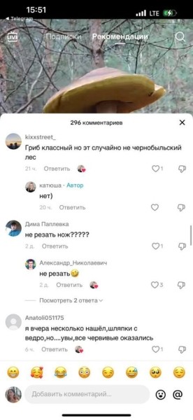 Боровик шире головы: сенсация из белорусских лесов в TikTok Боровик шире головы: сенсация из белорусских лесов в TikTok
