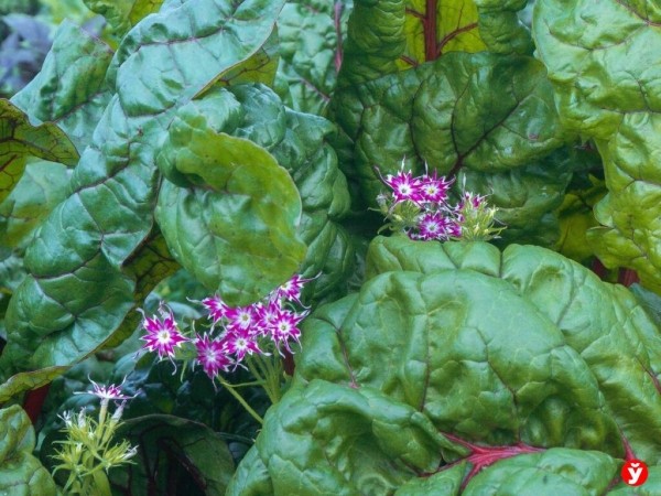 Как парень из Бреста превращает Воложин в цветущий рай Как парень из Бреста превращает Воложин в цветущий рай