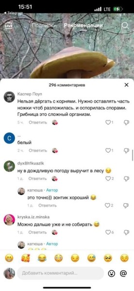 Боровик шире головы: сенсация из белорусских лесов в TikTok Боровик шире головы: сенсация из белорусских лесов в TikTok