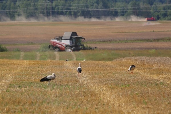 «Вам ни один комбайнёр правды не скажет!» Поговорили с водителем о комбайне за 400 тыс. долларов «Вам ни один комбайнёр правды не скажет!» Поговорили с водителем о комбайне за 400 тыс. долларов