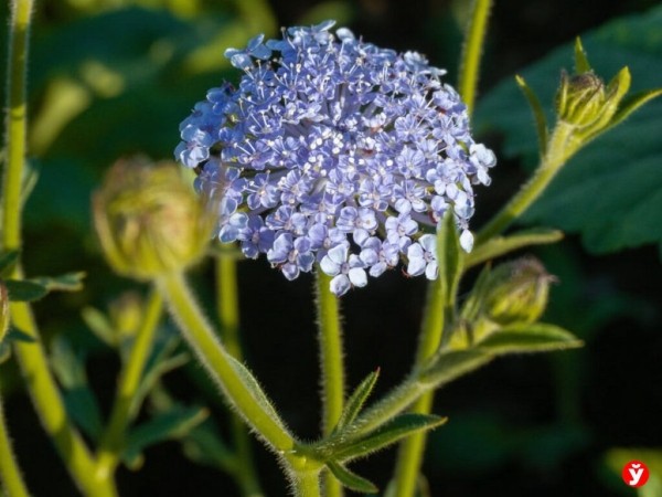 Как парень из Бреста превращает Воложин в цветущий рай Как парень из Бреста превращает Воложин в цветущий рай