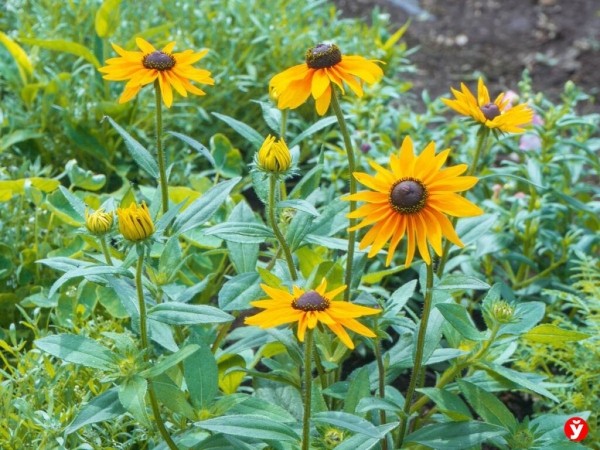 Как парень из Бреста превращает Воложин в цветущий рай Как парень из Бреста превращает Воложин в цветущий рай