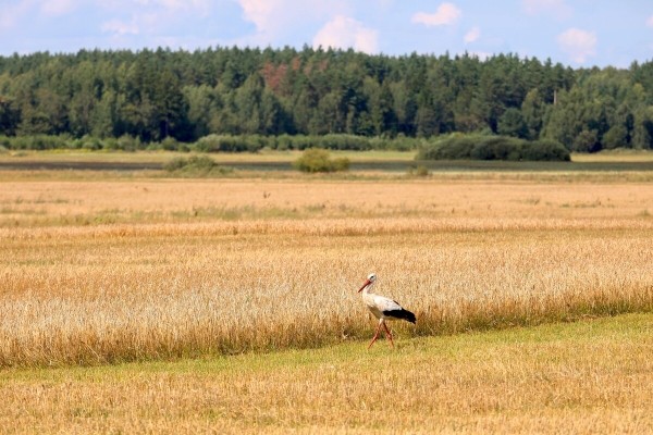 «У комбайнёров выходных нет!» Механизатор о работе на комбайне за 1,8 млн BYN «У комбайнёров выходных нет!» Механизатор о работе на комбайне за 1,8 млн BYN