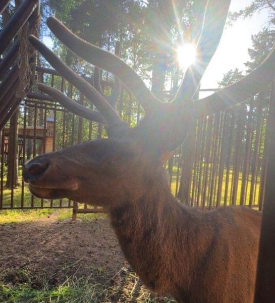 Новые жители в парке животных: бык хека, капибары, тарпановидные лошади, макак лапундер и др. Новые жители в парке животных: бык хека, капибары, тарпановидные лошади, макак лапундер и др.