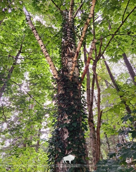 В Беловежской пуще этим летом зацвел редкий плющ В Беловежской пуще этим летом зацвел редкий плющ