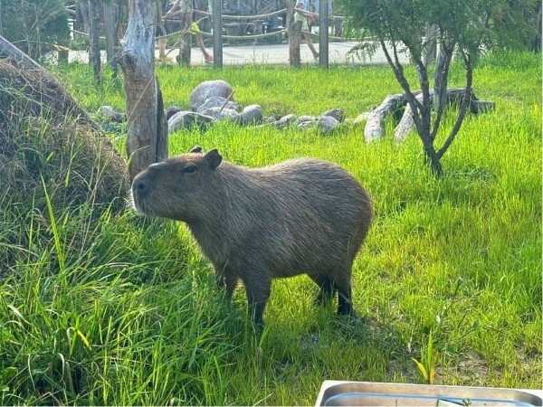 Новые жители в парке животных: бык хека, капибары, тарпановидные лошади, макак лапундер и др. Новые жители в парке животных: бык хека, капибары, тарпановидные лошади, макак лапундер и др.