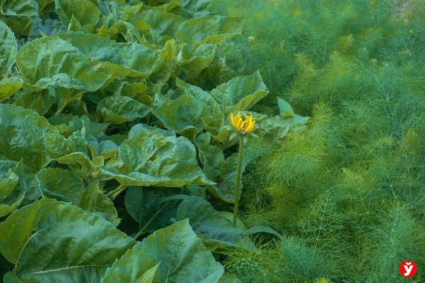 Как парень из Бреста превращает Воложин в цветущий рай Как парень из Бреста превращает Воложин в цветущий рай