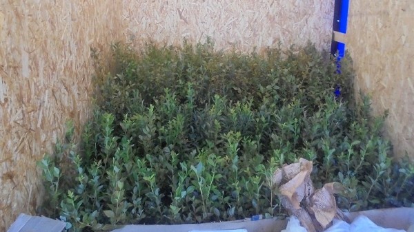 Из Беларуси в Россию не пропустили партию саженцев голубики Из Беларуси в Россию не пропустили партию саженцев голубики