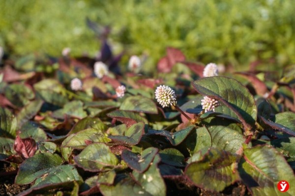 Как парень из Бреста превращает Воложин в цветущий рай Как парень из Бреста превращает Воложин в цветущий рай