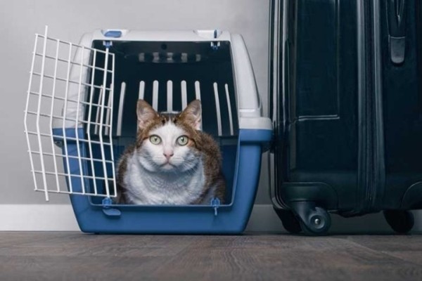 Как правильно ввезти животное в Беларусь – вот главные правила Как правильно ввезти животное в Беларусь – вот главные правила