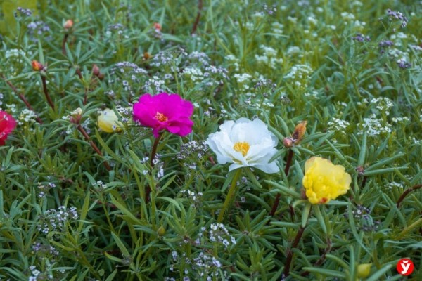 Как парень из Бреста превращает Воложин в цветущий рай Как парень из Бреста превращает Воложин в цветущий рай