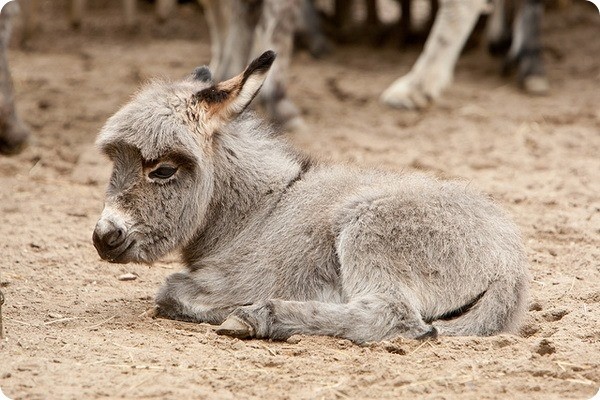 Сколько длится самая длинная беременность у животных Сколько длится самая длинная беременность у животных