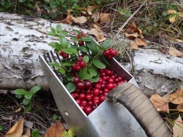 Брестская область определила сроки сбора дикоросов Брестская область определила сроки сбора дикоросов