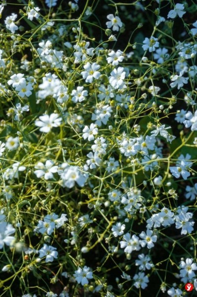 Как парень из Бреста превращает Воложин в цветущий рай Как парень из Бреста превращает Воложин в цветущий рай