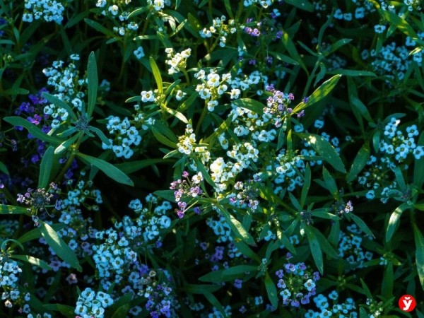 Как парень из Бреста превращает Воложин в цветущий рай Как парень из Бреста превращает Воложин в цветущий рай