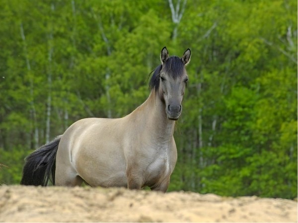 Новые жители в парке животных: бык хека, капибары, тарпановидные лошади, макак лапундер и др. Новые жители в парке животных: бык хека, капибары, тарпановидные лошади, макак лапундер и др.