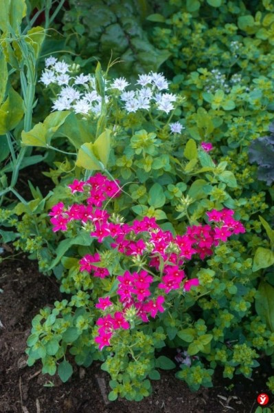 Как парень из Бреста превращает Воложин в цветущий рай Как парень из Бреста превращает Воложин в цветущий рай