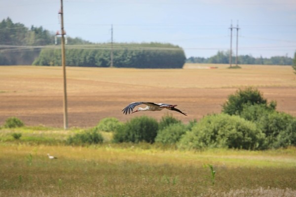 «Вам ни один комбайнёр правды не скажет!» Поговорили с водителем о комбайне за 400 тыс. долларов «Вам ни один комбайнёр правды не скажет!» Поговорили с водителем о комбайне за 400 тыс. долларов
