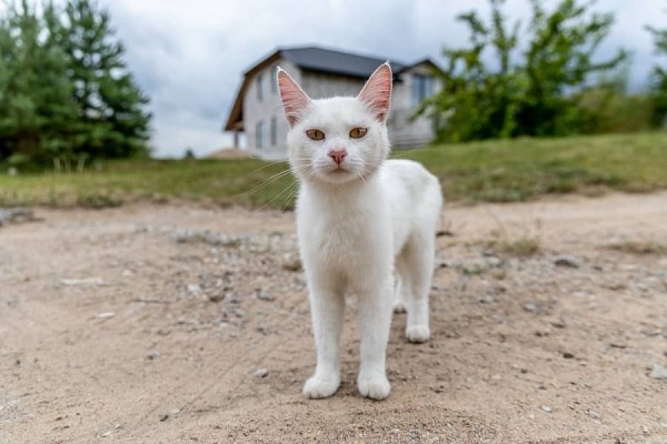 Как живет белорусское приграничье после закрытия пунктов пропуска Литвой и Польшей Как живет белорусское приграничье после закрытия пунктов пропуска Литвой и Польшей