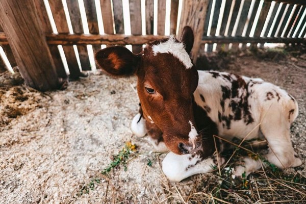 Показали первые фото со съемок фильма по мотивам «Простоквашино» Показали первые фото со съемок фильма по мотивам «Простоквашино»