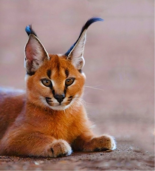 Новые жители в парке животных: бык хека, капибары, тарпановидные лошади, макак лапундер и др. Новые жители в парке животных: бык хека, капибары, тарпановидные лошади, макак лапундер и др.