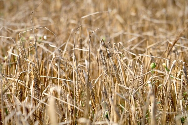 «У комбайнёров выходных нет!» Механизатор о работе на комбайне за 1,8 млн BYN «У комбайнёров выходных нет!» Механизатор о работе на комбайне за 1,8 млн BYN