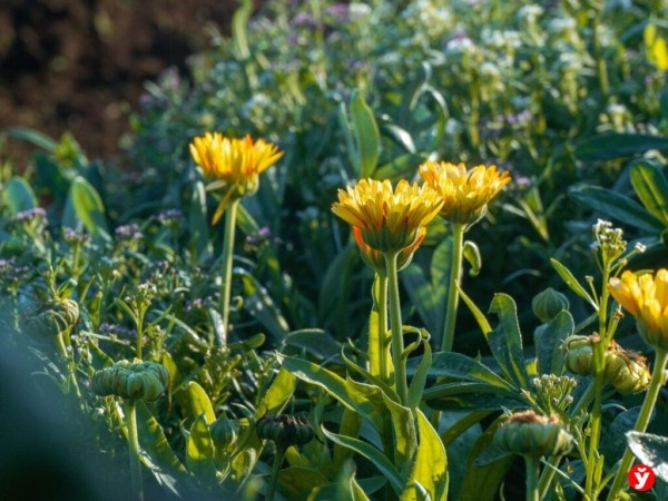 Как парень из Бреста превращает Воложин в цветущий рай Как парень из Бреста превращает Воложин в цветущий рай