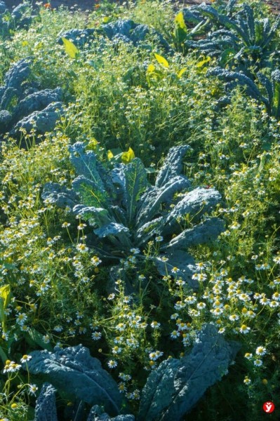 Как парень из Бреста превращает Воложин в цветущий рай Как парень из Бреста превращает Воложин в цветущий рай