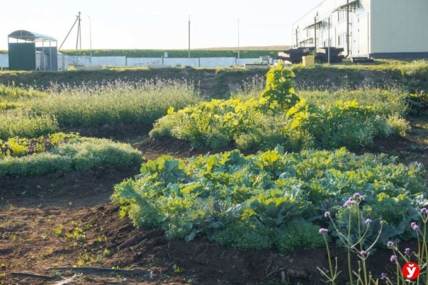 Как парень из Бреста превращает Воложин в цветущий рай Как парень из Бреста превращает Воложин в цветущий рай