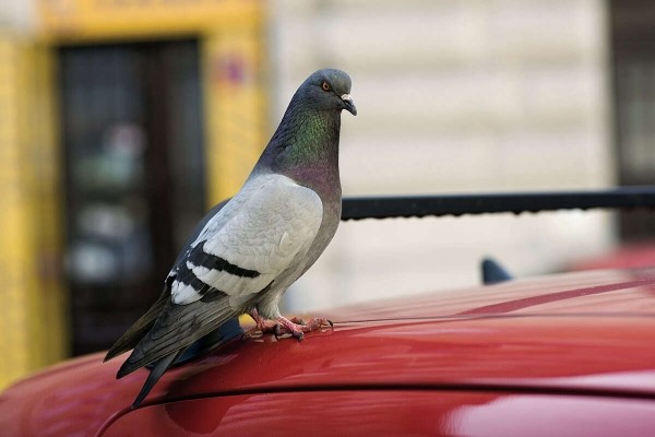 Белоруске на новое авто разбросали хлебные крошки. Их съели птицы вместе с лакокрасочным покрытием Белоруске на новое авто разбросали хлебные крошки. Их съели птицы вместе с лакокрасочным покрытием