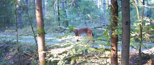 Жизнь зверей в лесах Беловежской пущи - снимки с фотловушки